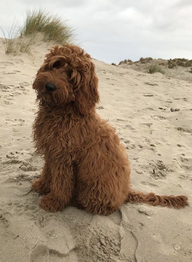 a shaggy brown dog sitting on top of a sandy beach next to grass and sand