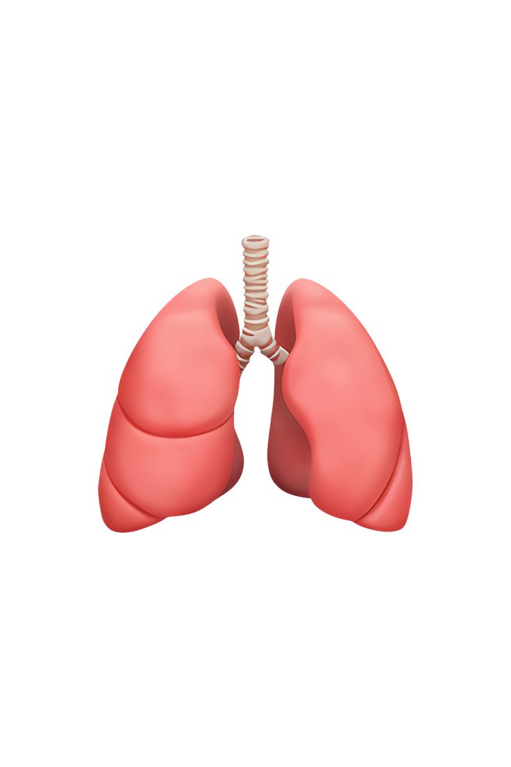 The 🫁 emoji depicts a pair of pink lungs, with the left lung slightly smaller than the right. The lungs are shown in a stylized, cartoonish manner, with a few visible airways and bronchioles. The overall shape of the lungs is somewhat oval, with a few bumps and ridges to indicate the lobes and fissures. The emoji is typically used to represent respiratory health, breathing, or medical issues related to the lungs. Doctor Emoji, Emoji Ip, Dad Illustration, Lung Lobes, Phone Emoji, Emojis Iphone, Emoji Copy, Apple Emojis, Emoji Dictionary