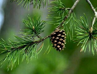 a pine cone hanging from a tree branch with the words benefits of conifers