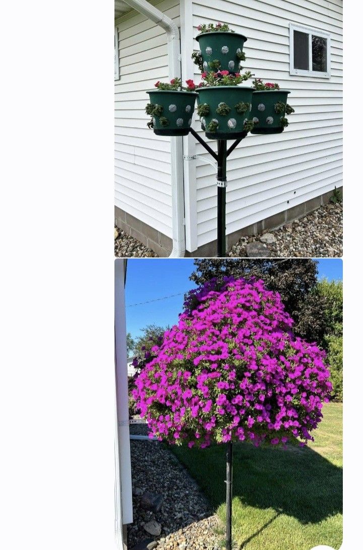 this is an image of a tree with flowers on it and another photo of the same tree