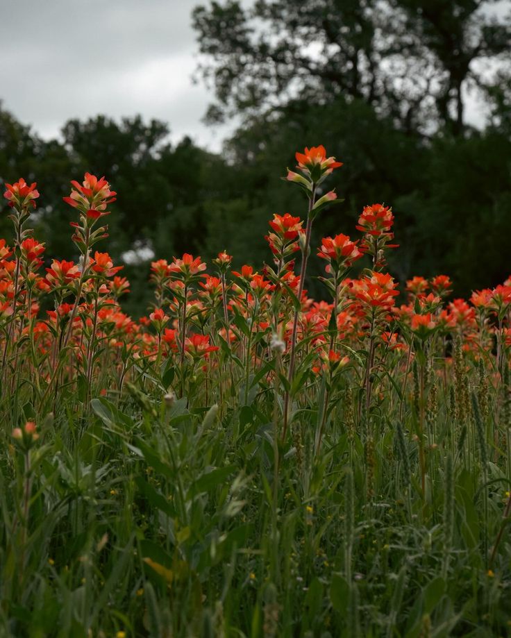 some orange flowers are growing in the grass