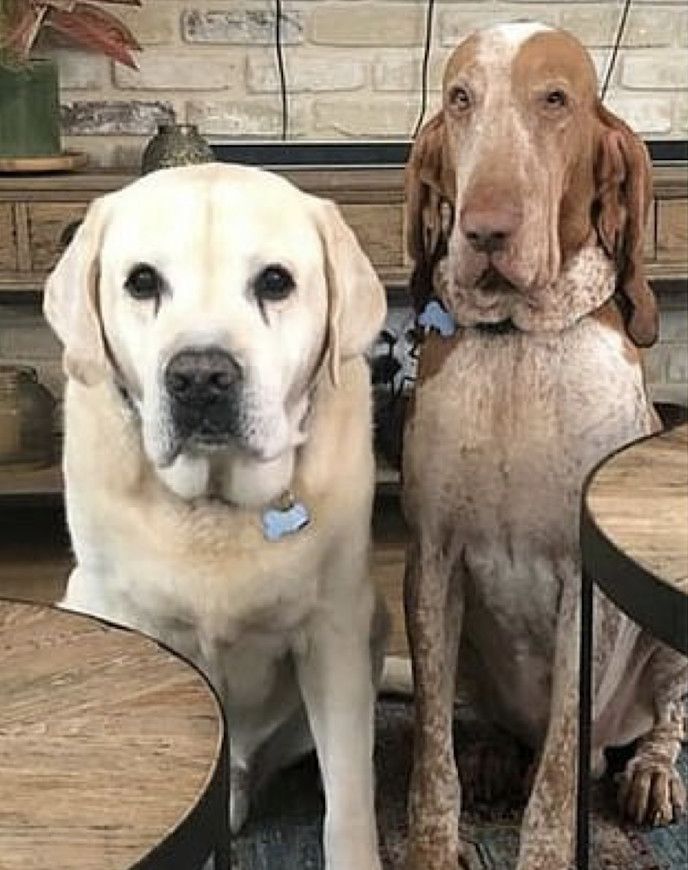 two dogs are sitting next to each other on the floor in front of a table