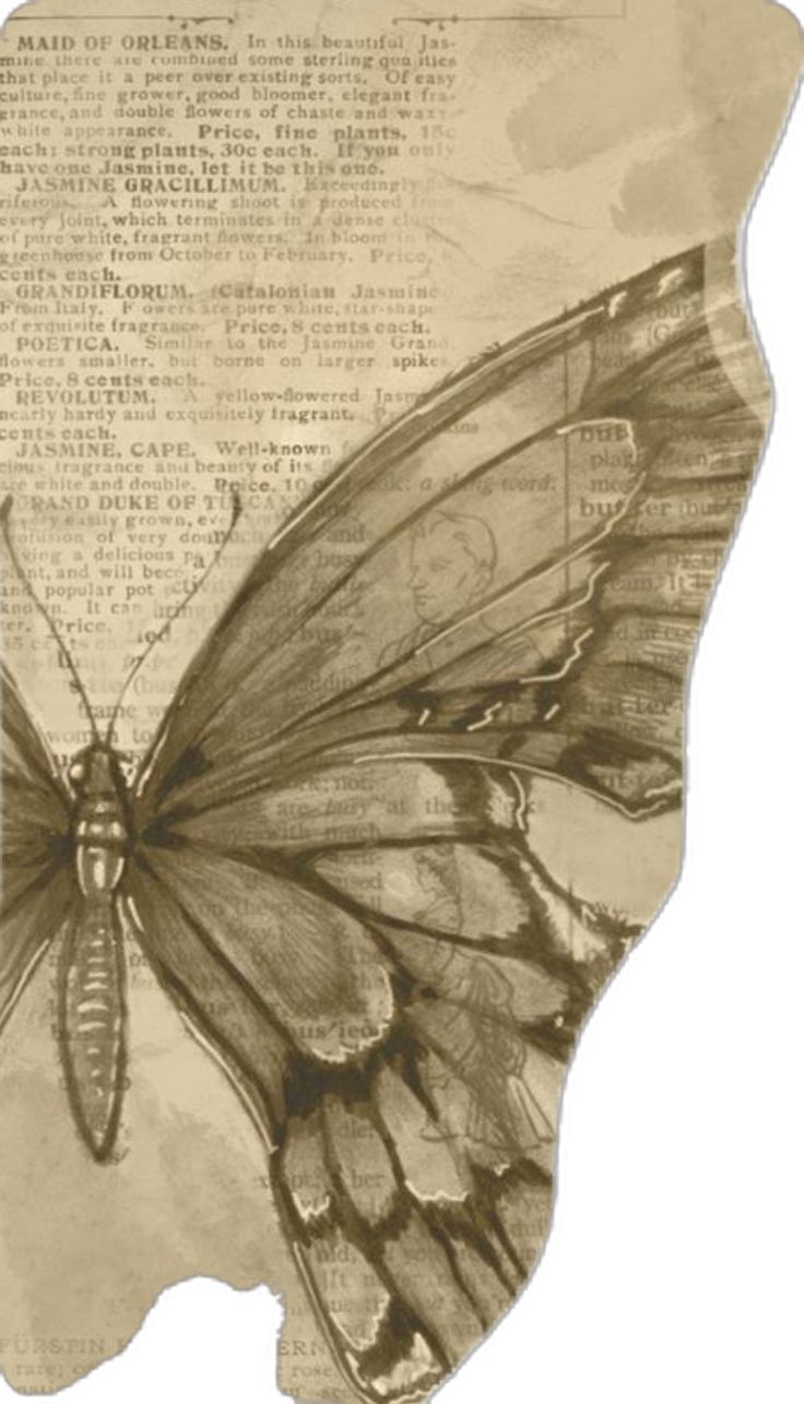 a drawing of a butterfly sitting on top of a piece of paper