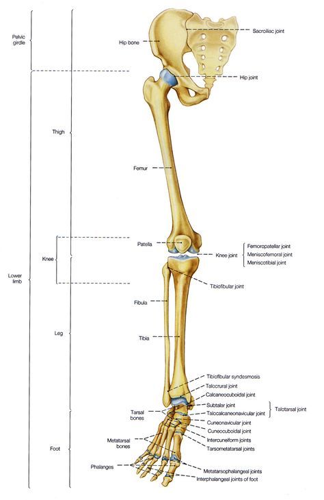 the bones of the lower limbs and upper limbs are shown in this diagram, with labels on