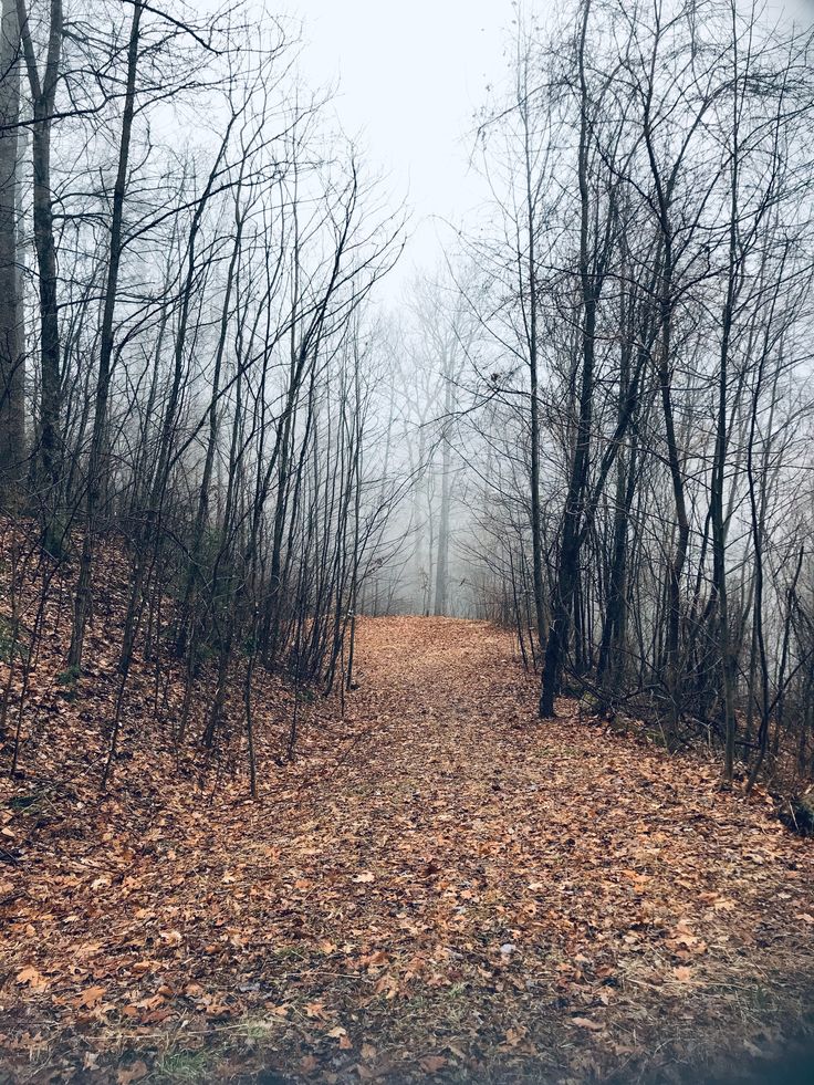 a dirt road surrounded by leaf covered trees and dry leaves on the ground in front of it