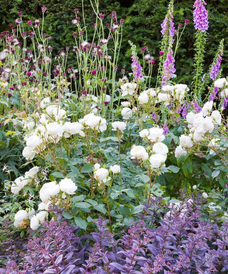 white flowers and purple plants in a garden