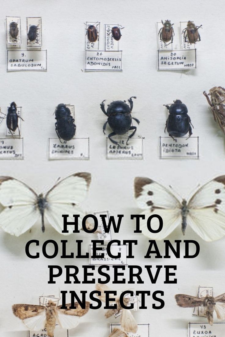 How to Collect and Preserve Insects Entomology Decor, Taxidermy Diy, Insect Display, Bug Taxidermy, Futurama Characters, Oddities Collection, Insect Box, Oddities Decor, Taxidermy Decor