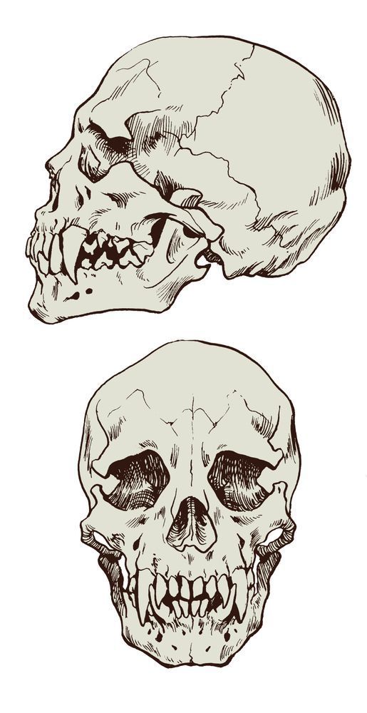 two human skulls with different facial expressions