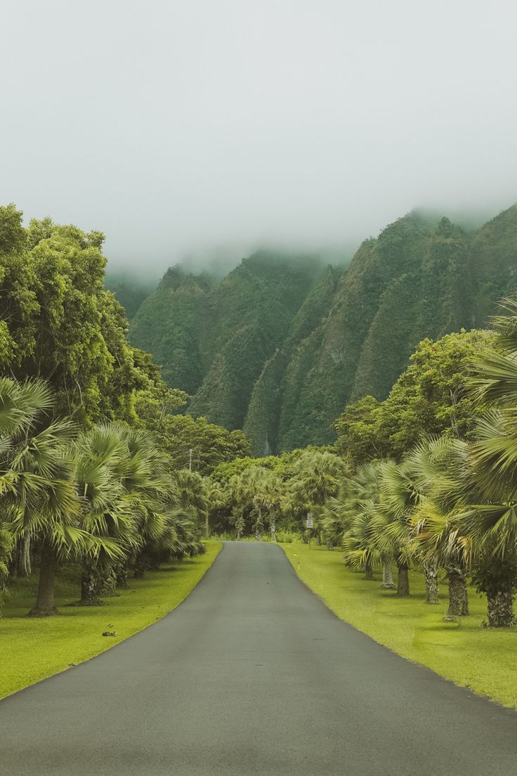 an empty road surrounded by palm trees and green mountains in the background with foggy skies