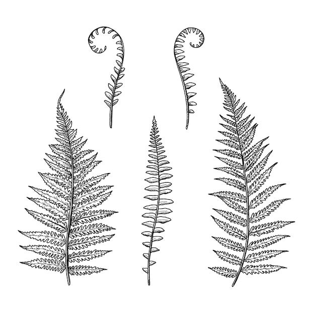 three different types of ferns on a white background