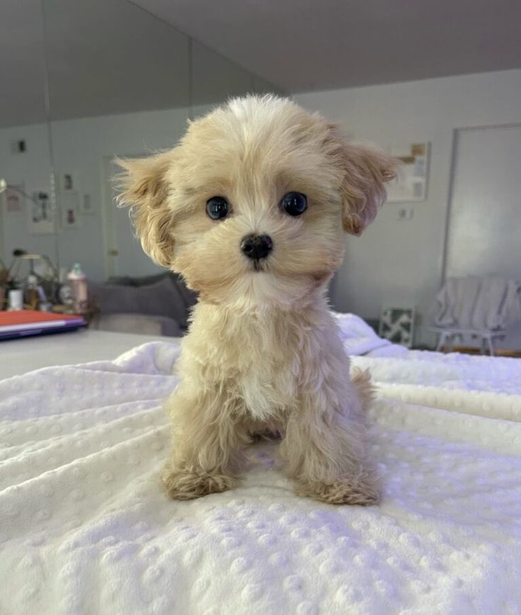 a small white dog sitting on top of a bed