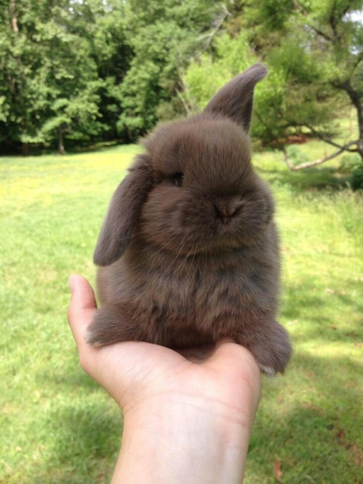 a person holding a small brown rabbit in their hand on the grass and trees behind them