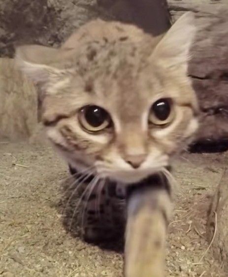 a cat is standing on its hind legs and looking at the camera with big eyes