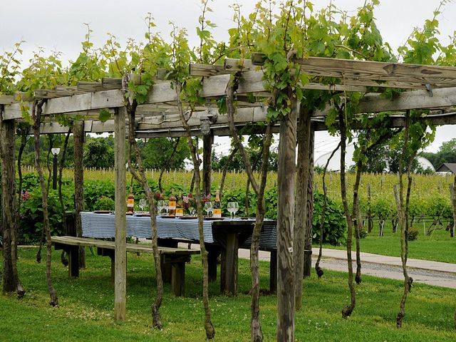 an outdoor dining area with wooden benches and vines