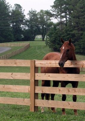 a brown horse standing next to a wooden fence on top of a lush green field