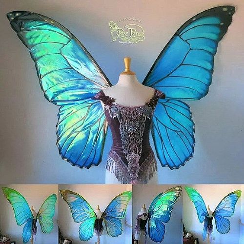 the blue butterfly wings are being displayed on display