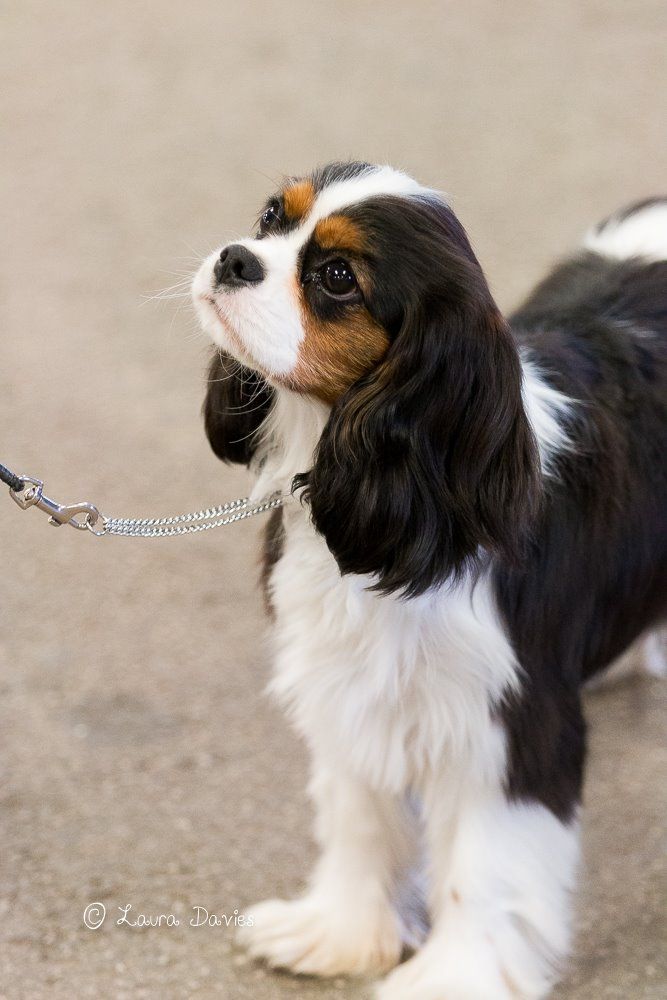 a small black and white dog on a leash