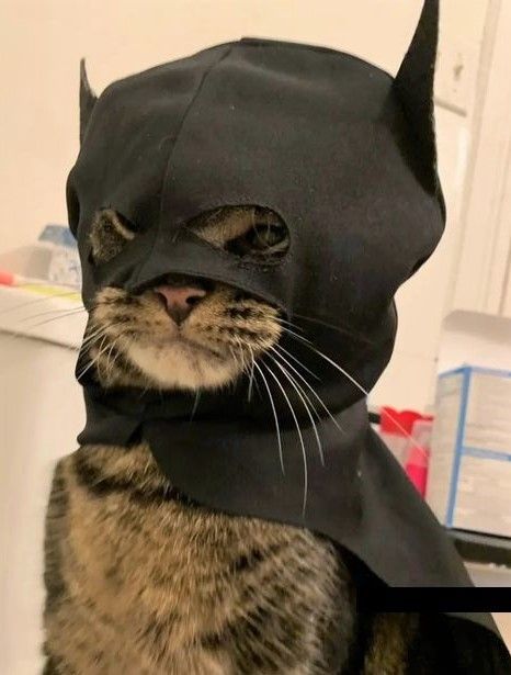 a cat wearing a batman costume on top of it's head in a bathroom