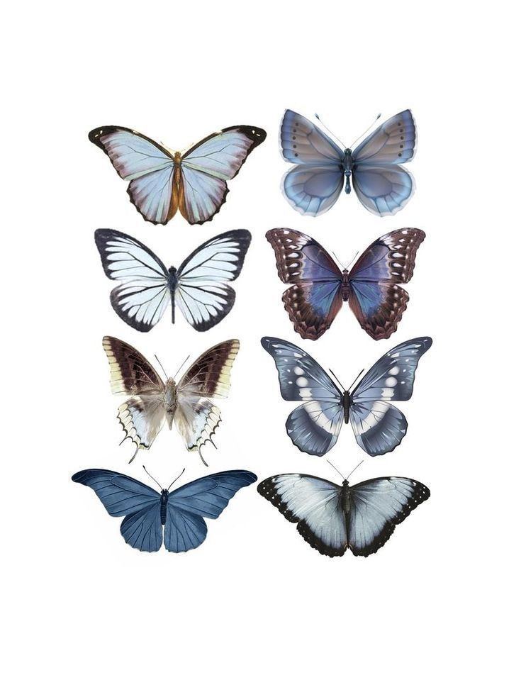 six different butterflies are shown in various colors and sizes, one is blue, the other is white