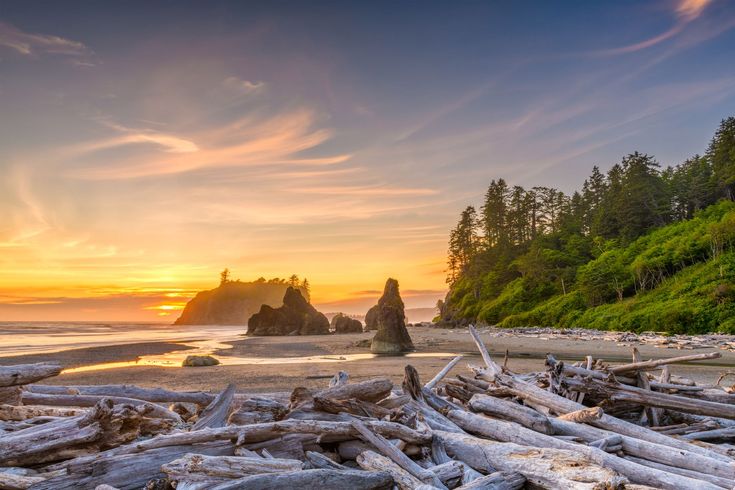 driftwood on the beach at sunset with sea stacks in the foreground and trees to the right