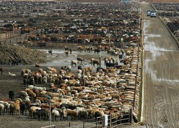 a large herd of cattle standing on top of a dirt field next to a road