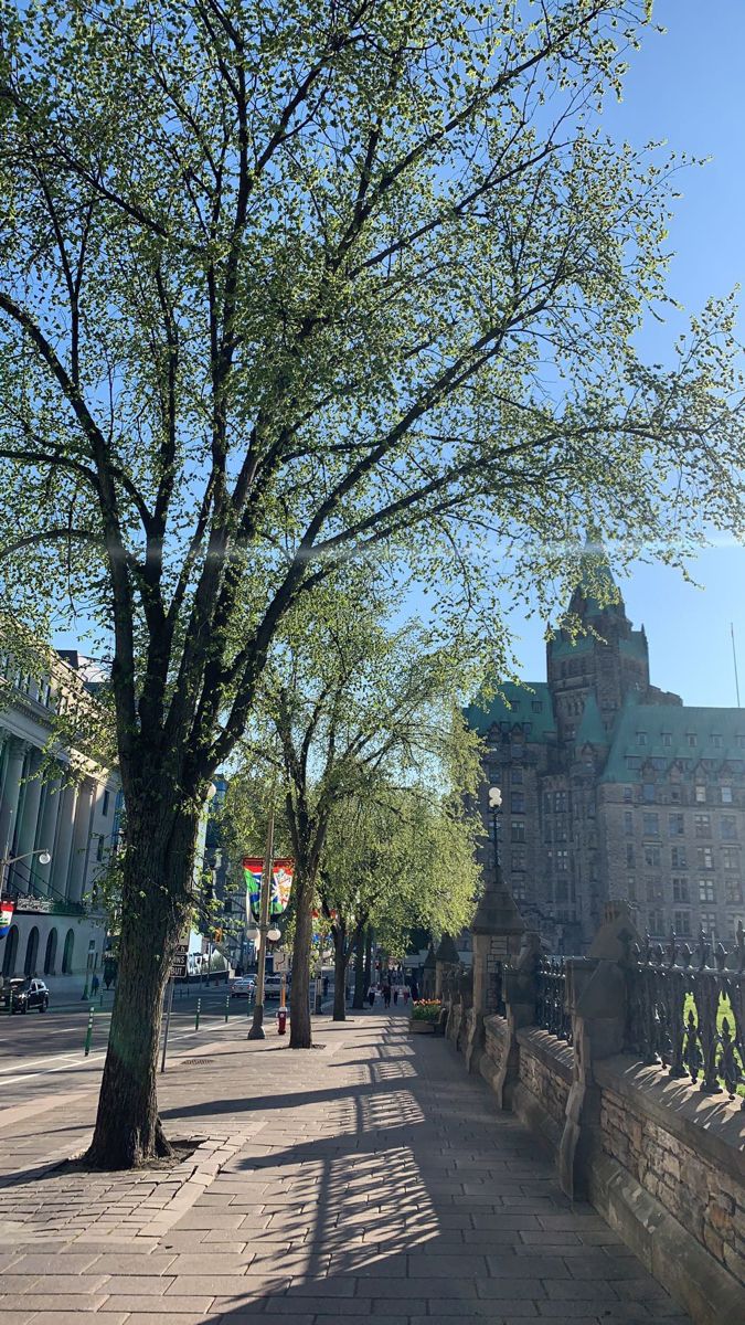 a tree on the side of a road next to a building with a clock tower