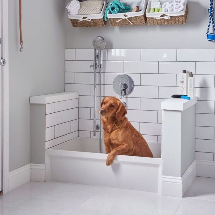 a brown dog sitting in a bathtub next to a toilet