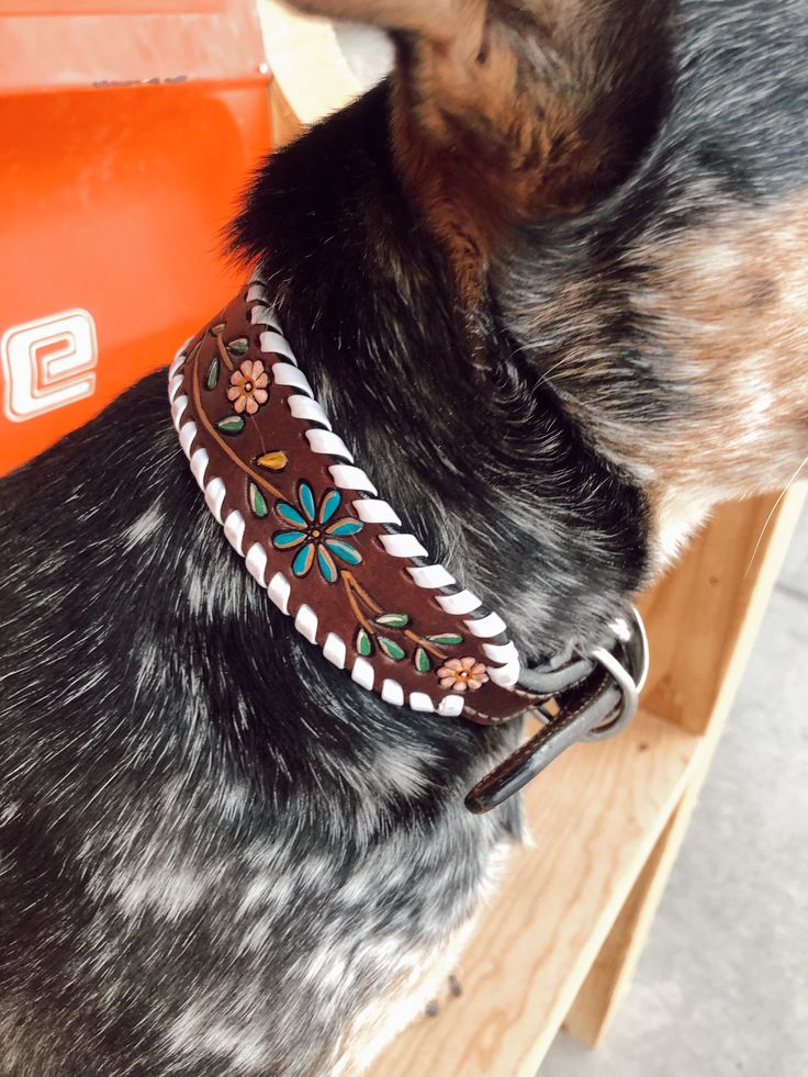 a dog is sitting on a bench and looking at something in the distance while wearing a collar