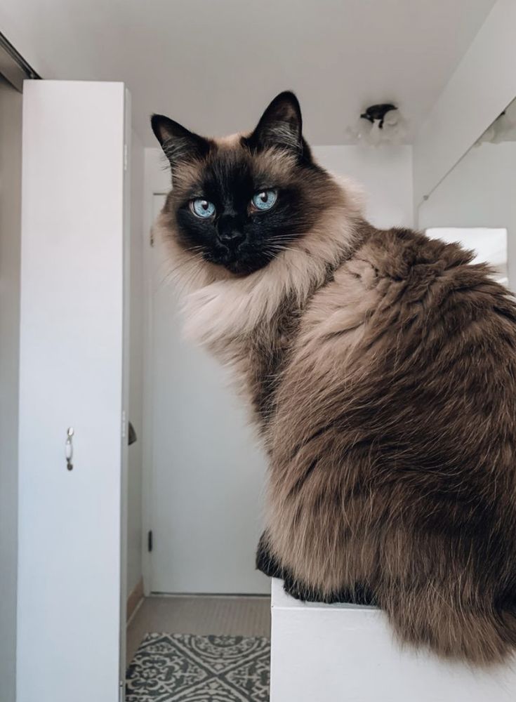 a cat sitting on top of a white counter