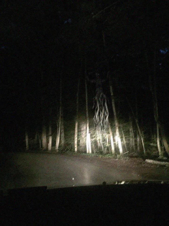 a dark road in the woods at night