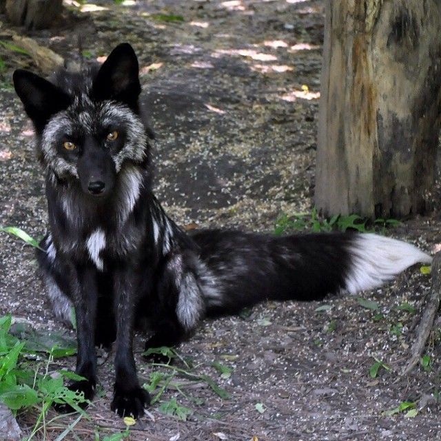 a black and white wolf sitting on the ground