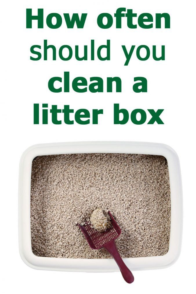 a litter box with a brush inside it and the words how often should you clean a litter box?