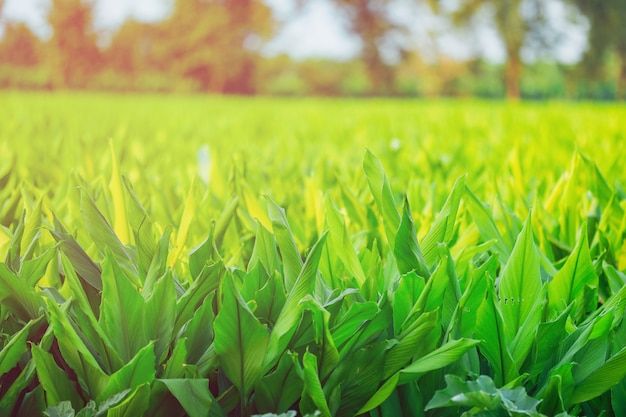 the grass is green and ready to be planted in the field or used as a planter