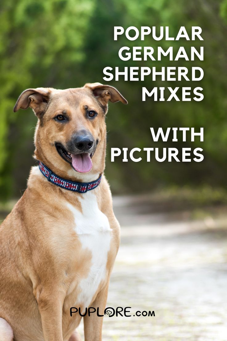 a brown dog sitting on top of a dirt road with trees in the background and text overlay that reads popular german shepherd mixes with pictures