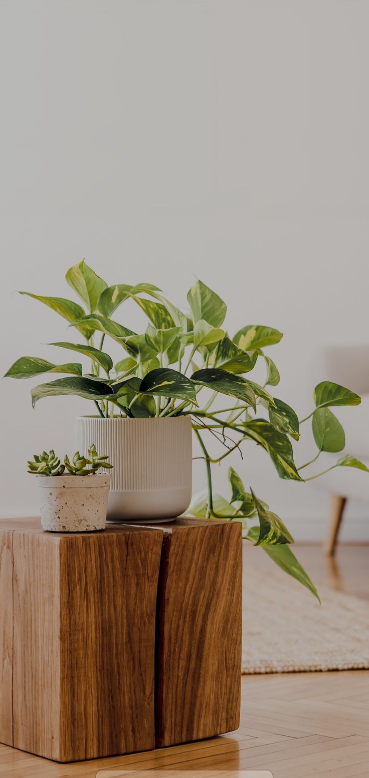 a potted plant sitting on top of a wooden block