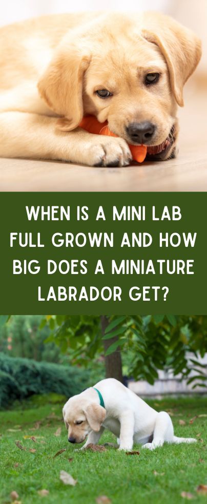 a yellow lab puppy chewing on an orange ball with caption that reads, when is a mini lab full grown and how big does a miniature labrador get?