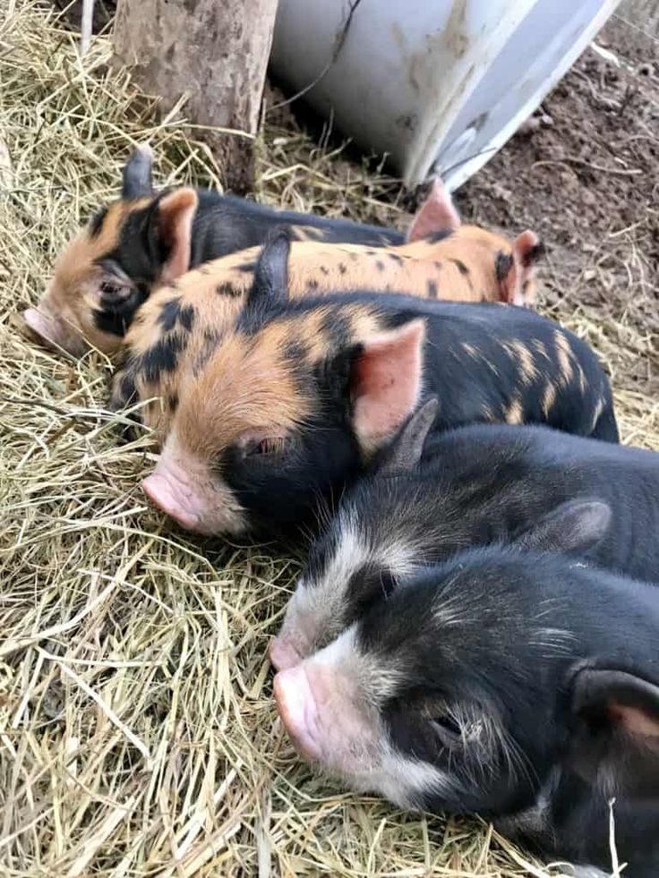 three baby pigs are sleeping in the hay