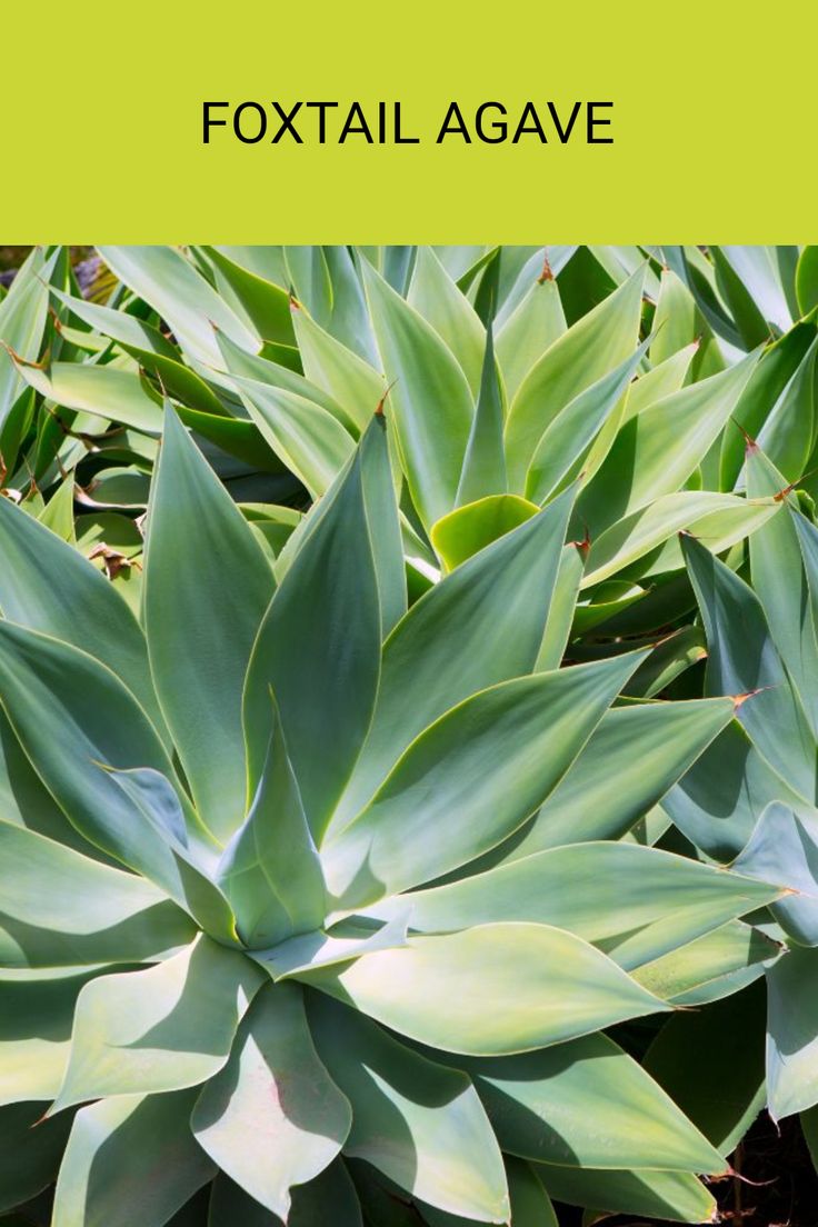 green plants with the words foxtail agave on it's front and bottom corner