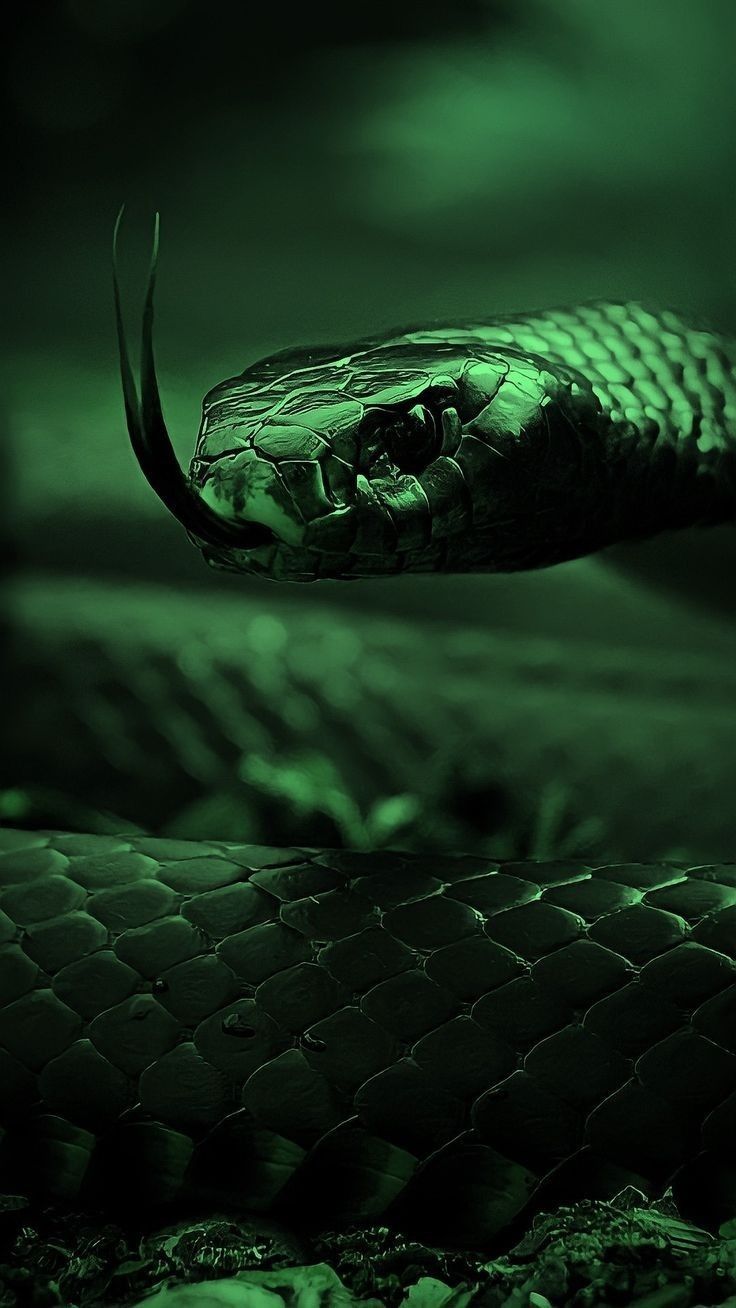 a close up of a snake's head on a bed in a dark room