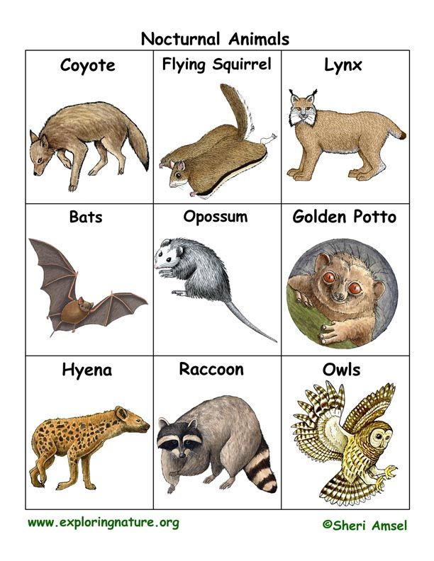 an image of different types of animals