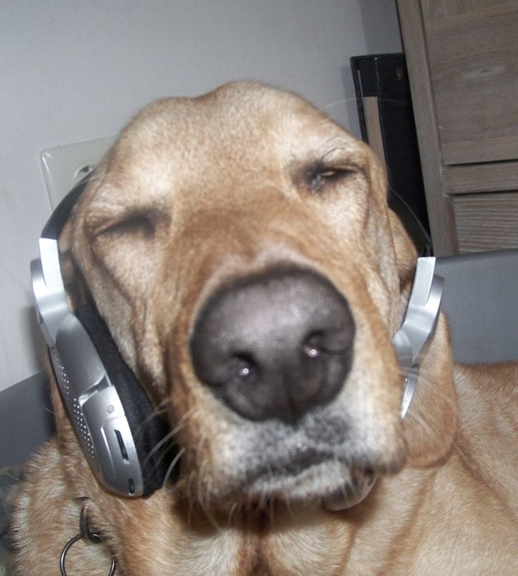 a dog with headphones on his ears