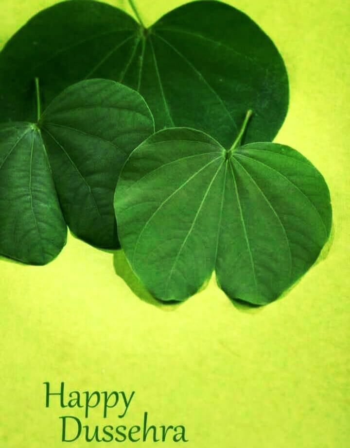 three green leaves with the words happy dussehra written below them on a yellow background