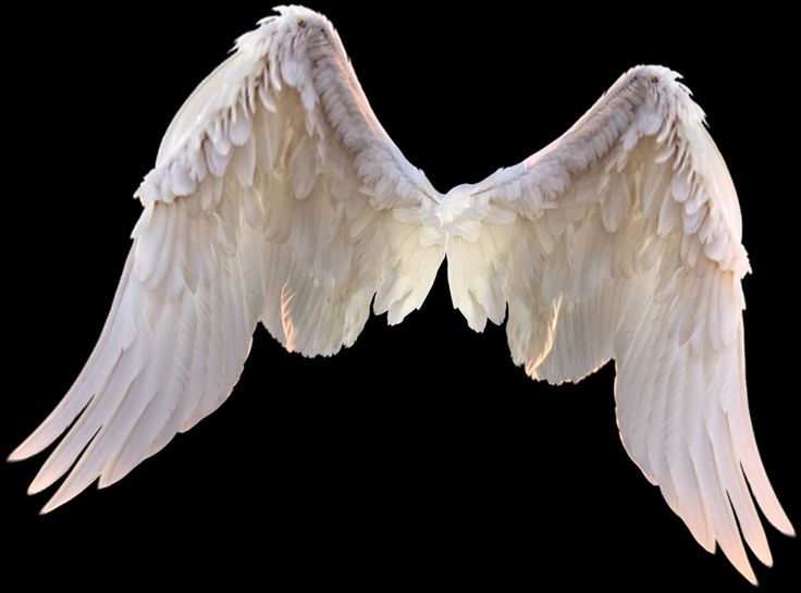 two white angel wings on a black background