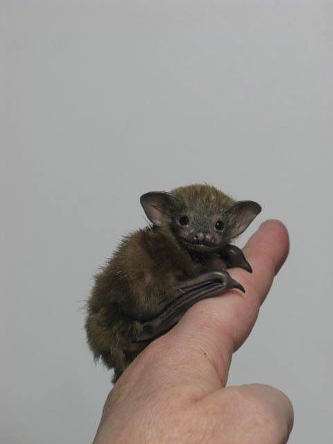 a small brown bat sitting on top of a persons hand