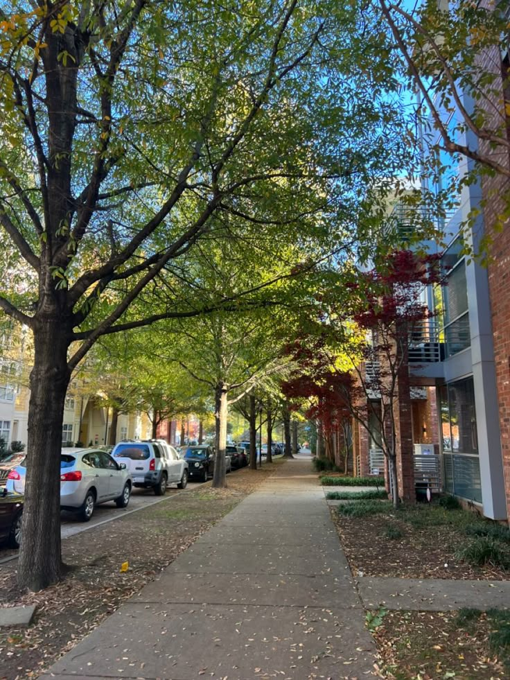 the sidewalk is lined with trees and parked cars