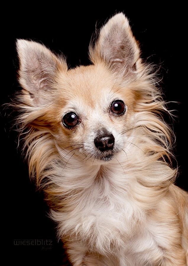 a small brown and white dog on a black background