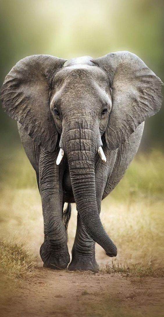 an elephant with tusks walking in the grass