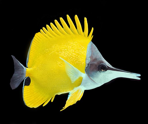 a yellow and white fish on a black background