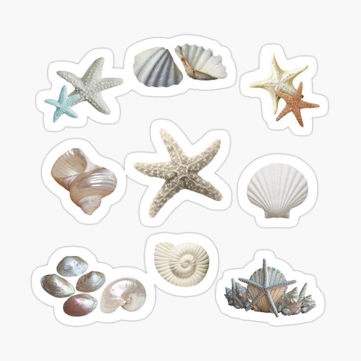 various seashells and starfish sticker