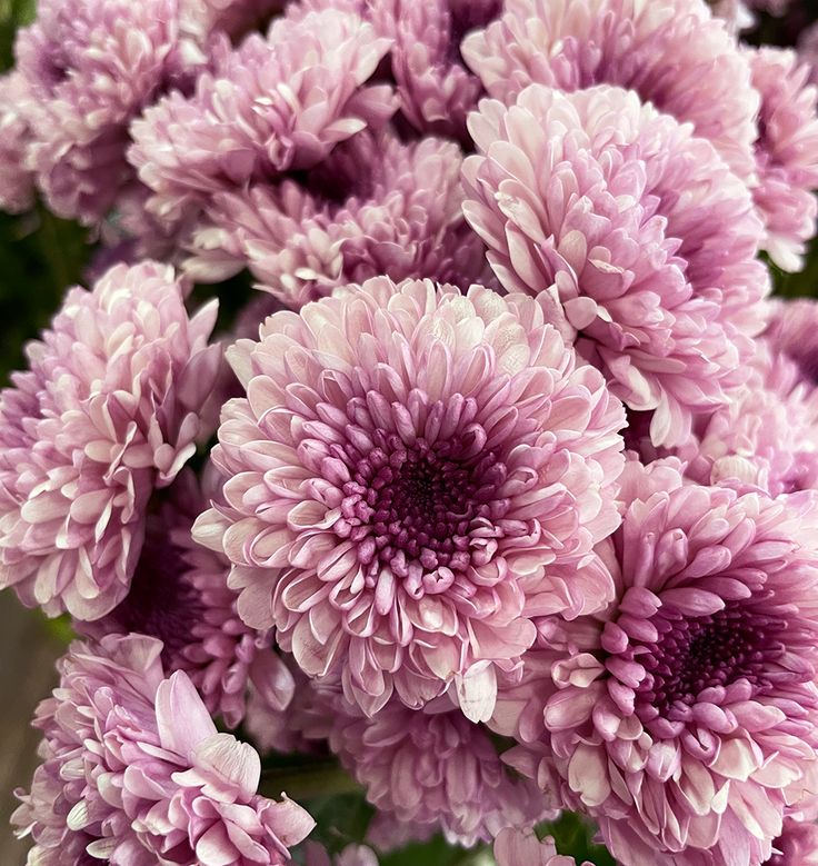 a bunch of purple flowers in a vase